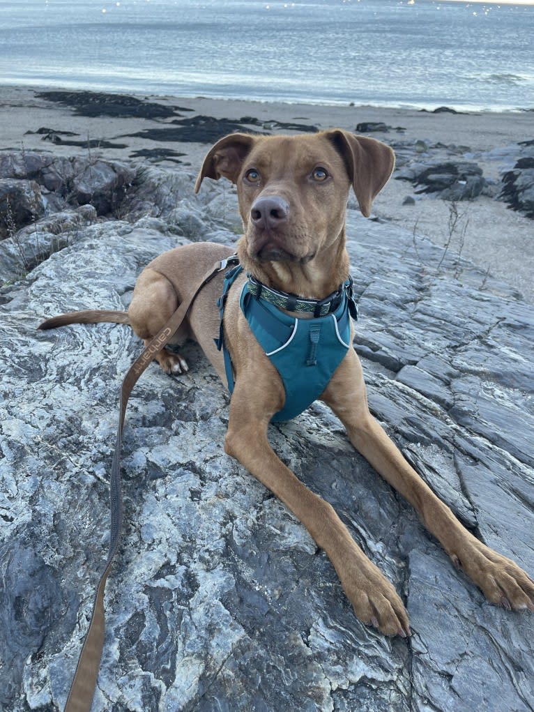 Rusty, an American Foxhound and American Pit Bull Terrier mix tested with EmbarkVet.com