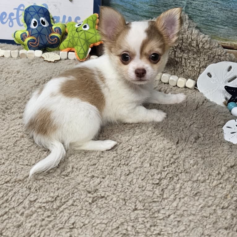 Meeshka, a Chihuahua tested with EmbarkVet.com