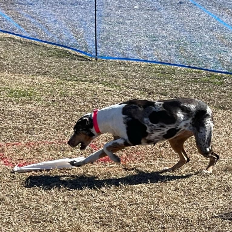 Maze, a Catahoula Leopard Dog tested with EmbarkVet.com