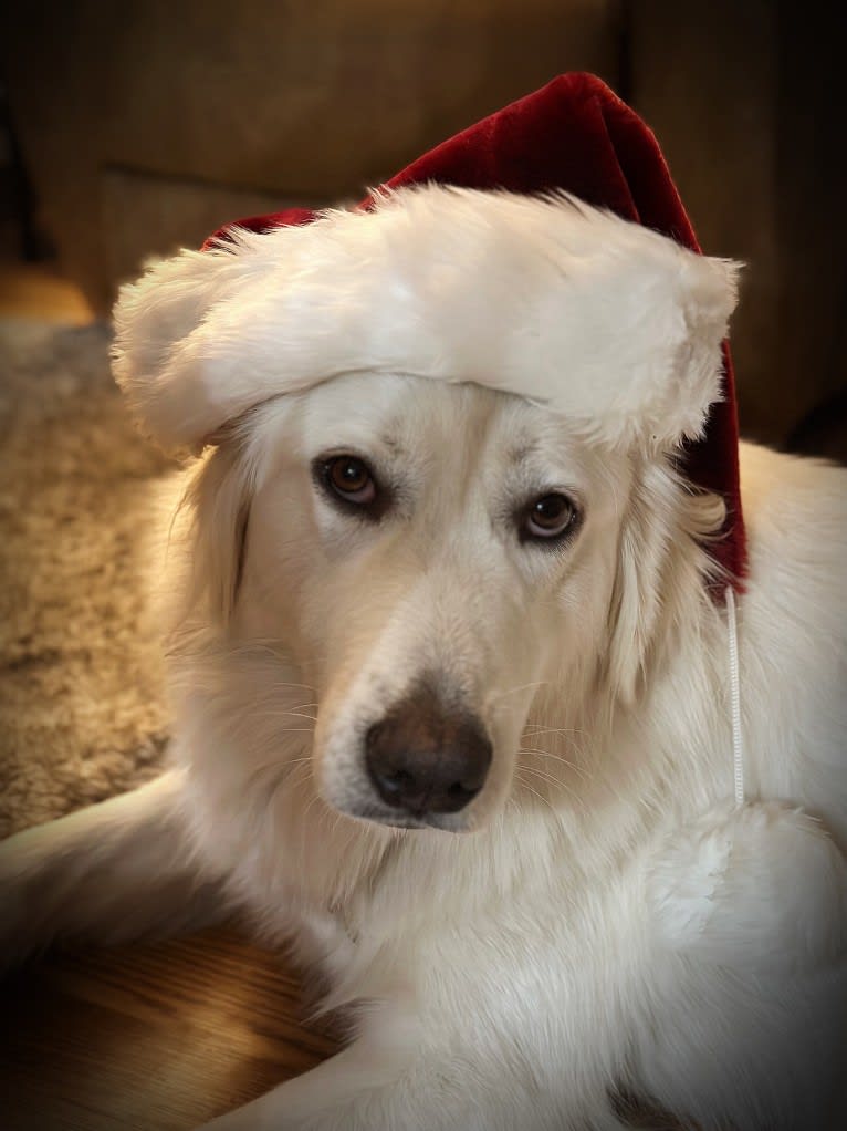 Tundra, a Great Pyrenees tested with EmbarkVet.com
