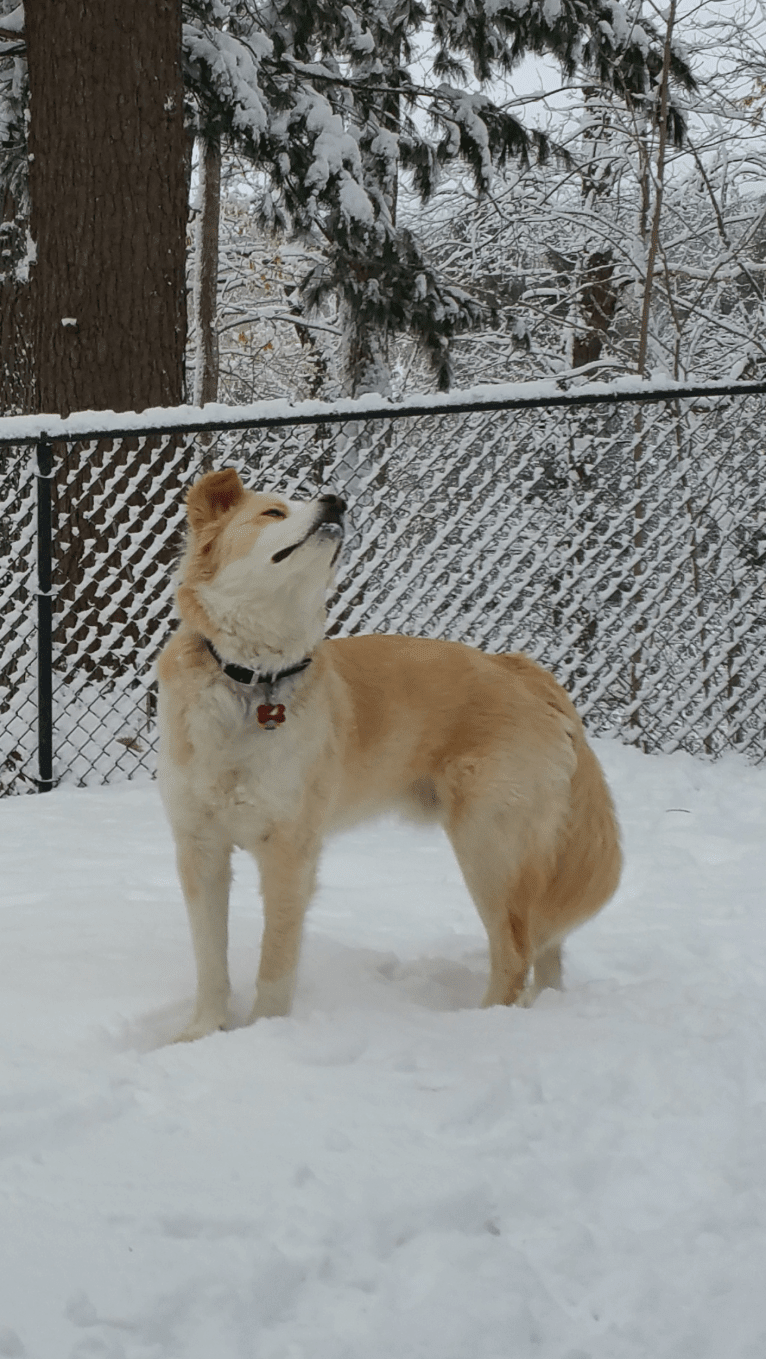 Vincent, a Siberian Husky and Boxer mix tested with EmbarkVet.com