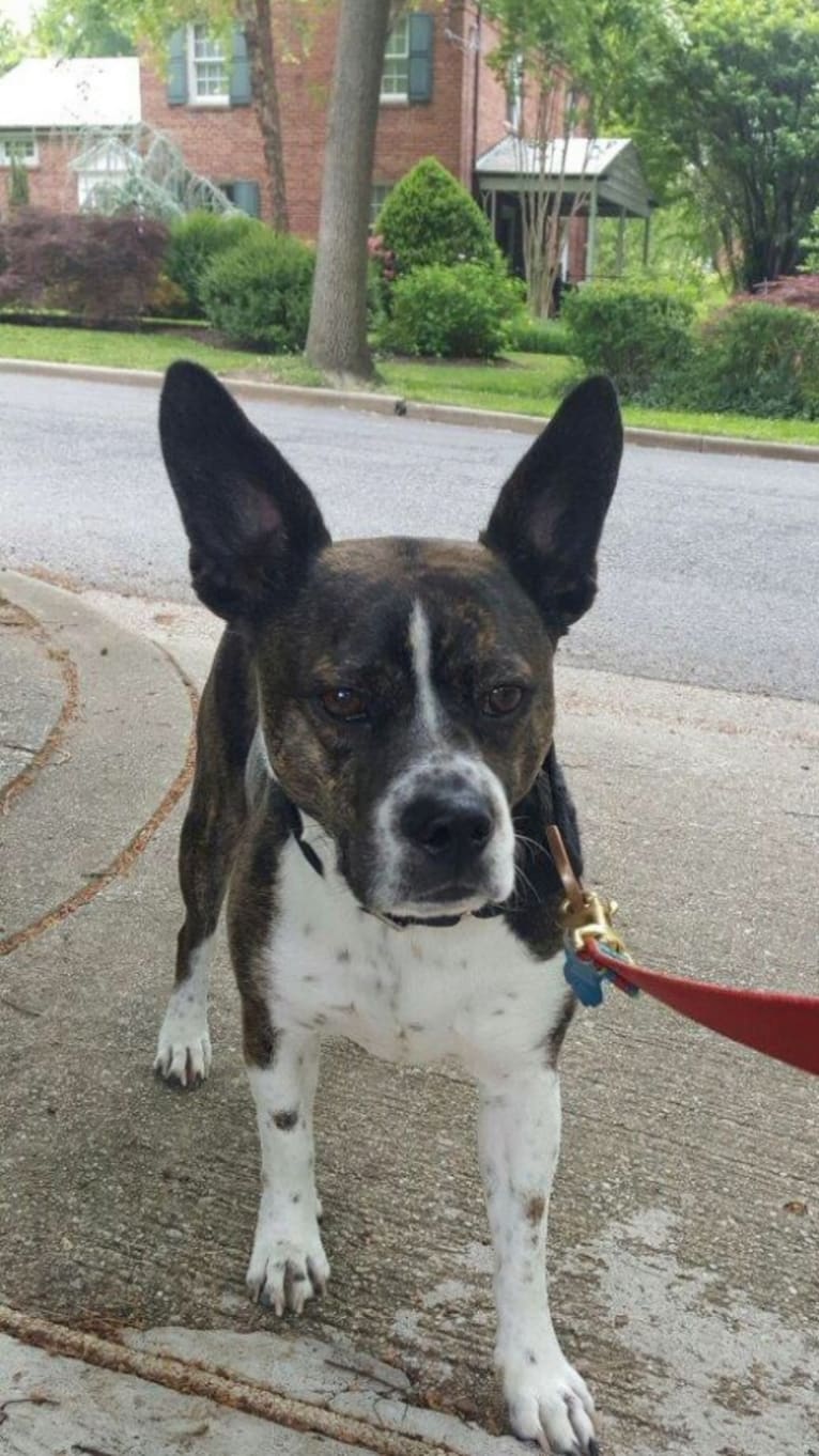 Axel, a Boston Terrier and Australian Cattle Dog mix tested with EmbarkVet.com