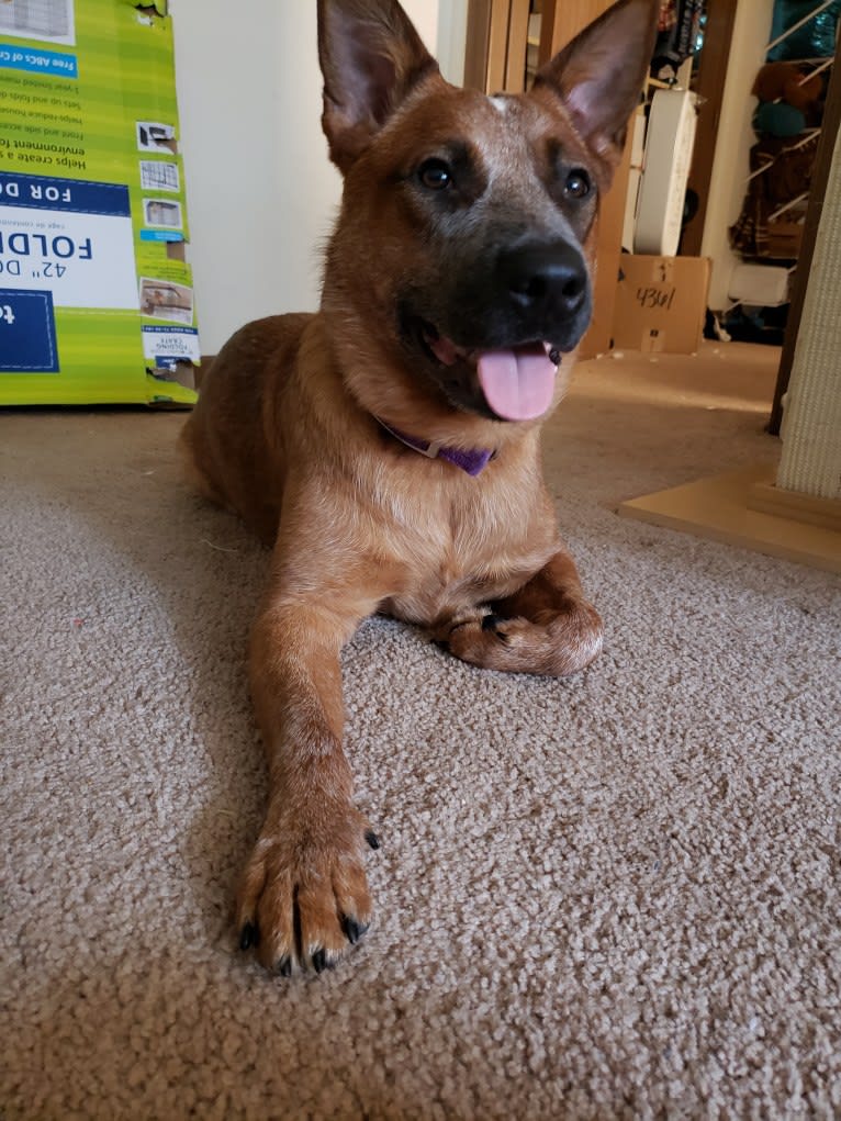 Delta, an Australian Cattle Dog tested with EmbarkVet.com