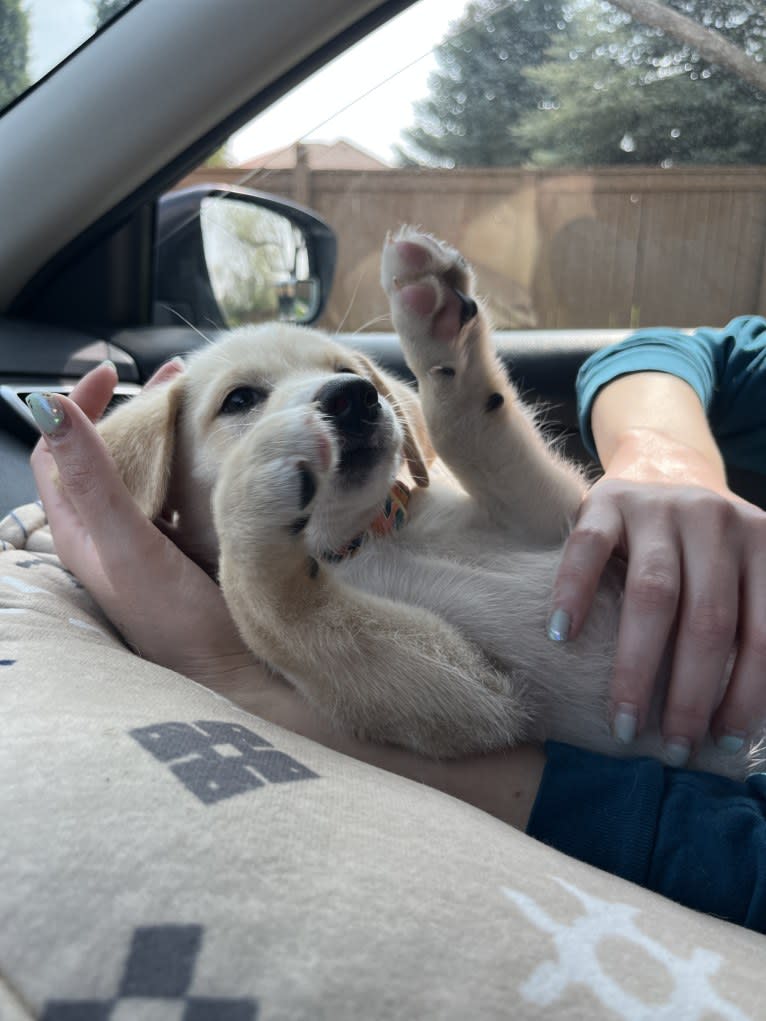 Millie, a Basset Hound and Siberian Husky mix tested with EmbarkVet.com