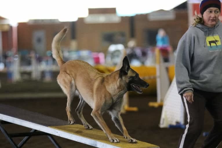 Dottie von Vogeley, a Belgian Shepherd tested with EmbarkVet.com