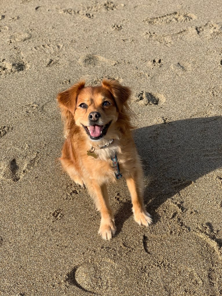 Ajuni, a Chihuahua and Dachshund mix tested with EmbarkVet.com