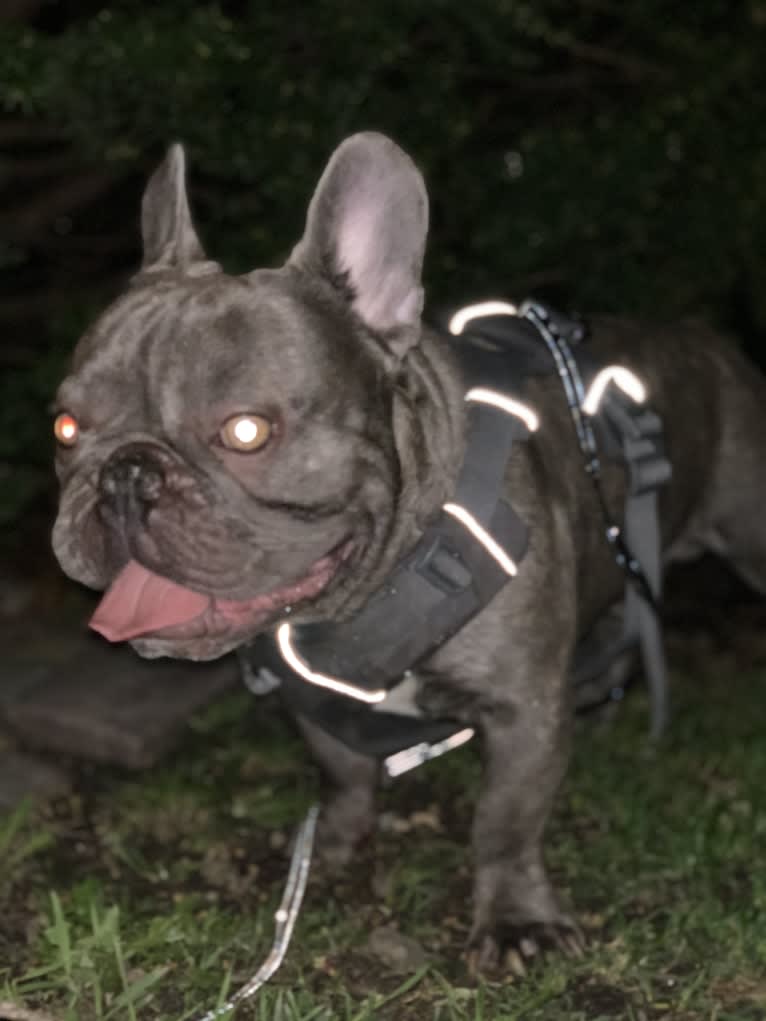 Nardo, a French Bulldog tested with EmbarkVet.com