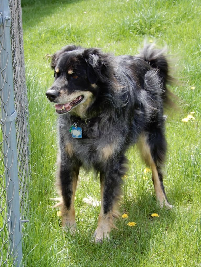 Photo of Blue, an Australian Cattle Dog, German Shepherd Dog, Chow Chow, Brittany, and Mixed mix in Halfmoon, New York, USA