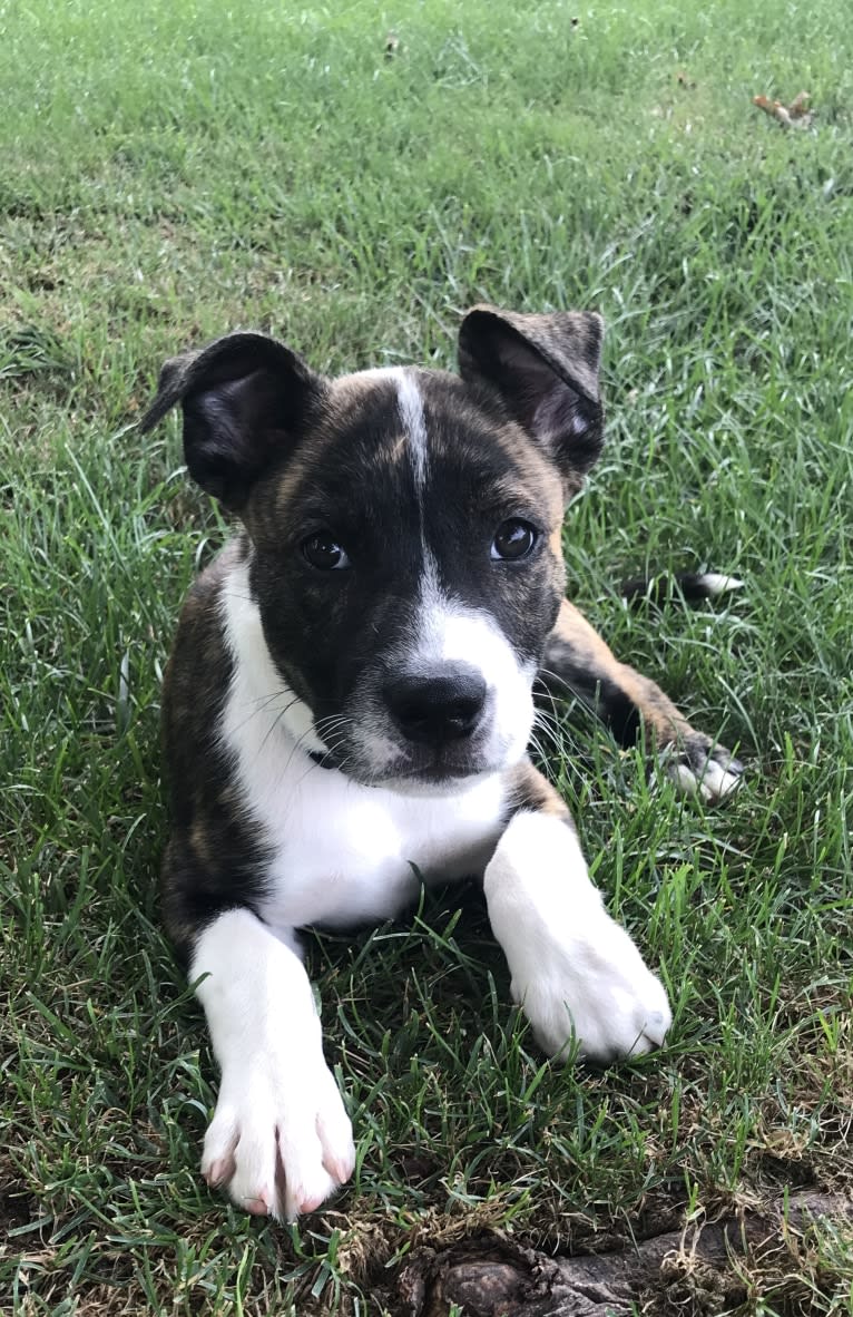 Bruno, an American Pit Bull Terrier and Siberian Husky mix tested with EmbarkVet.com