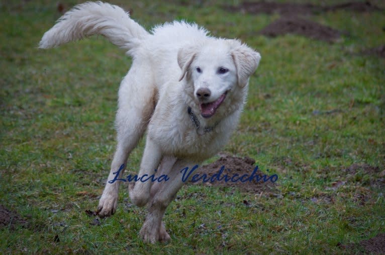 Akira, an Eastern European Village Dog tested with EmbarkVet.com
