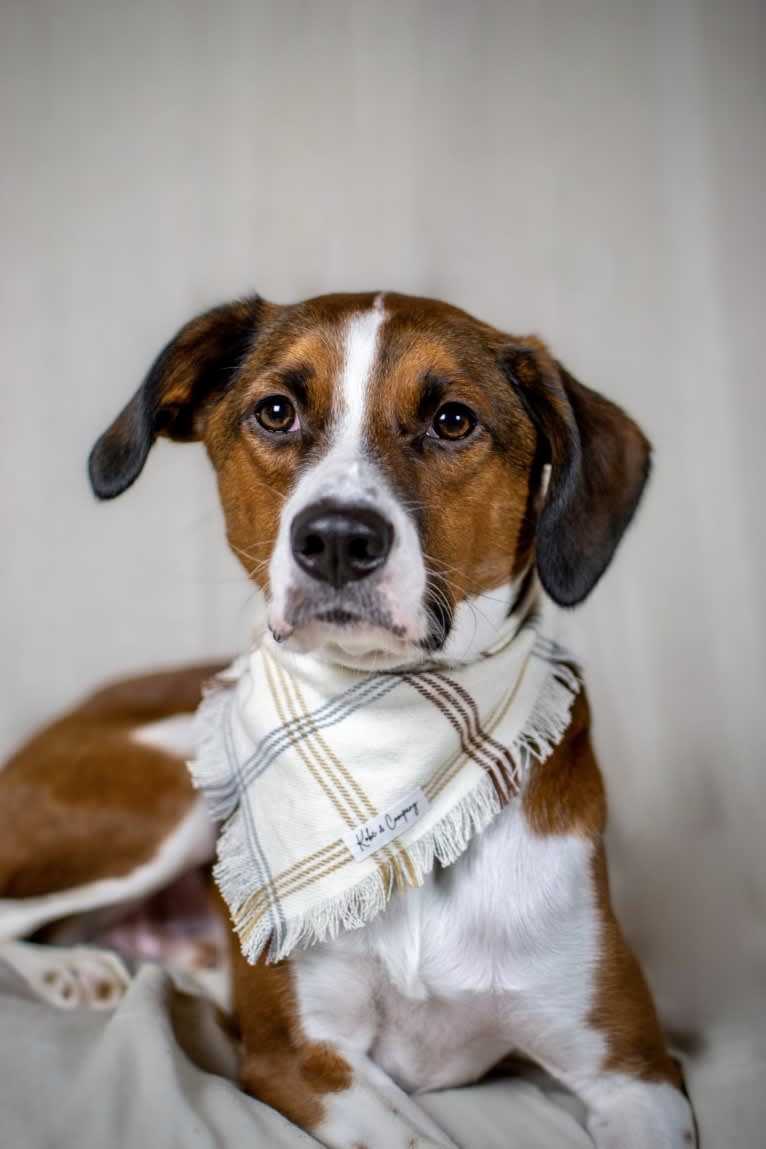 Ranger, a Boxer and Beagle mix tested with EmbarkVet.com