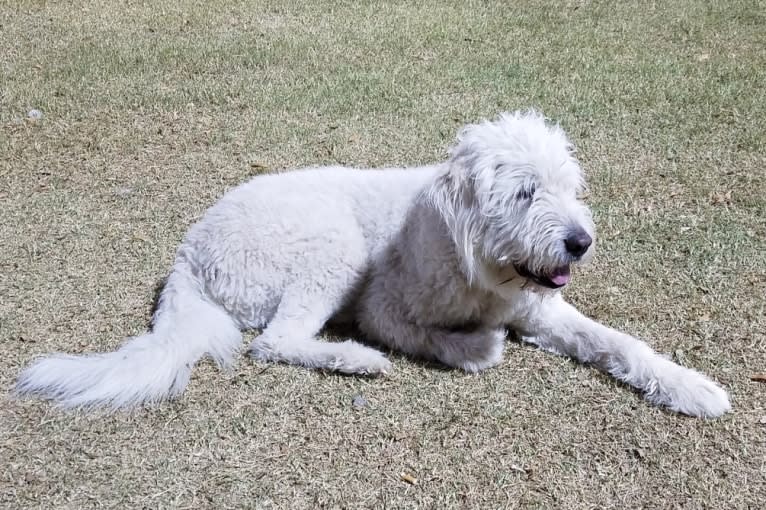 Cotton, a South Russian Shepherd Dog tested with EmbarkVet.com