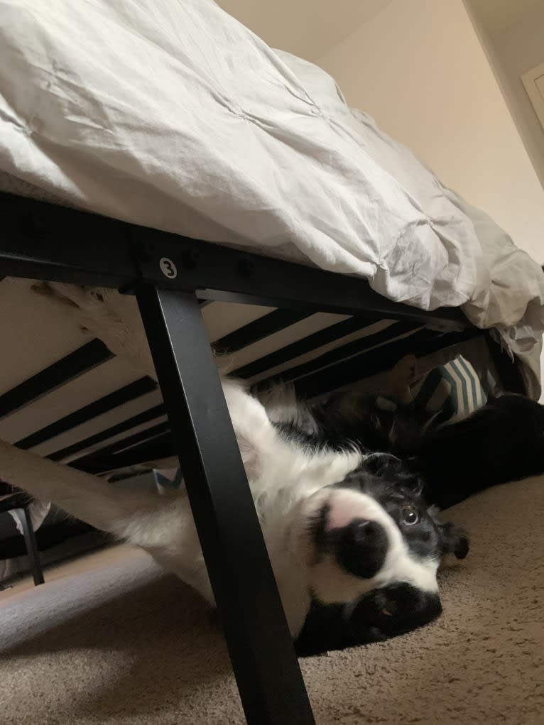 Skippity Doo Dah, a Border Collie tested with EmbarkVet.com