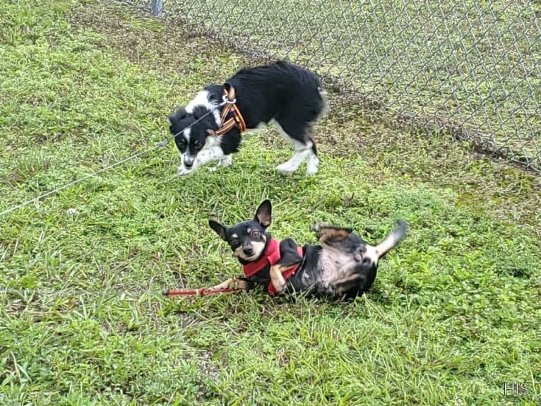 Lola, a Chihuahua and Miniature Pinscher mix tested with EmbarkVet.com