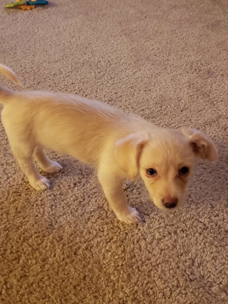 Hannah, a Dachshund and Bichon Frise mix tested with EmbarkVet.com