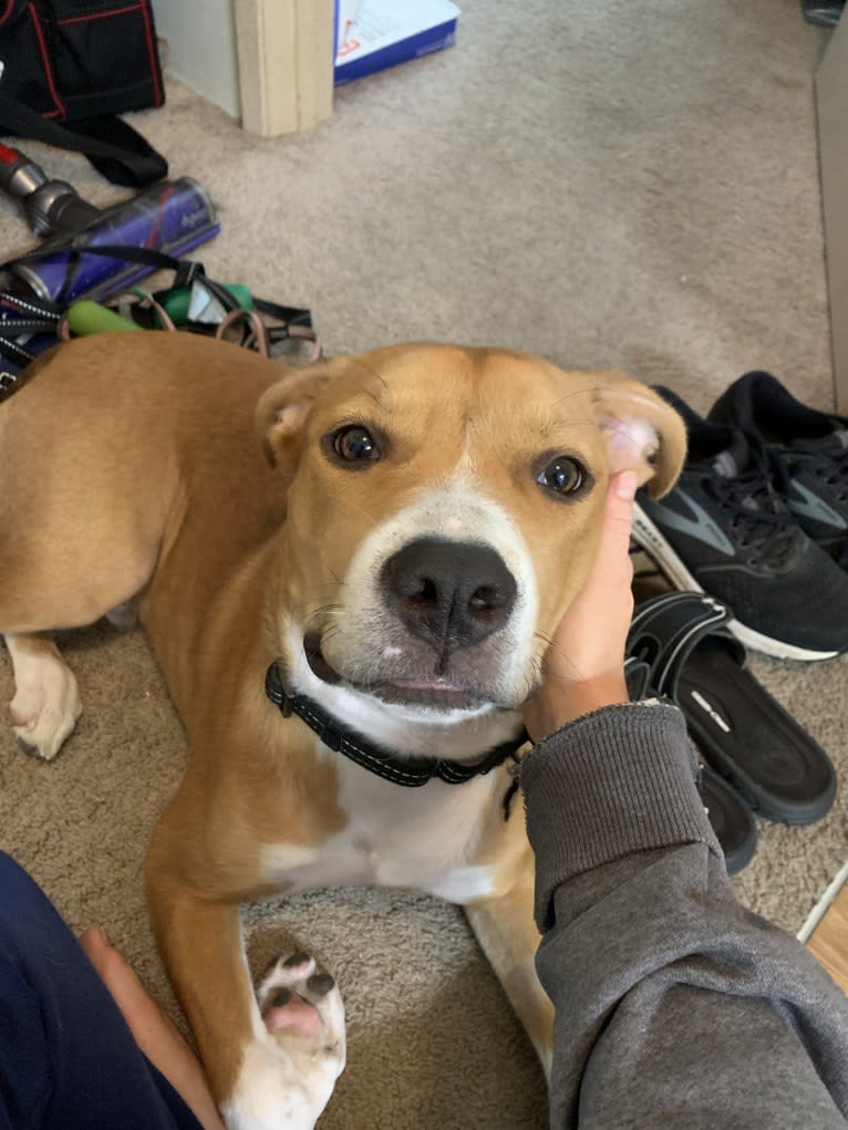 Larry, an American Pit Bull Terrier and American Staffordshire Terrier mix tested with EmbarkVet.com