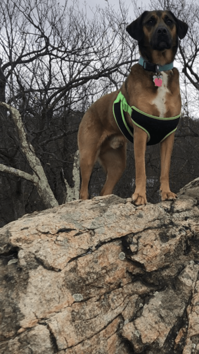 Rufus, a Rottweiler and Beagle mix tested with EmbarkVet.com