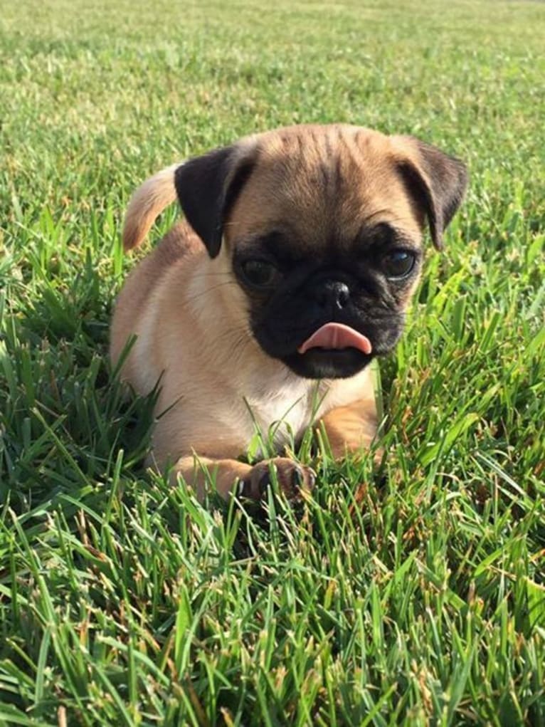 Lucy, a Pug tested with EmbarkVet.com