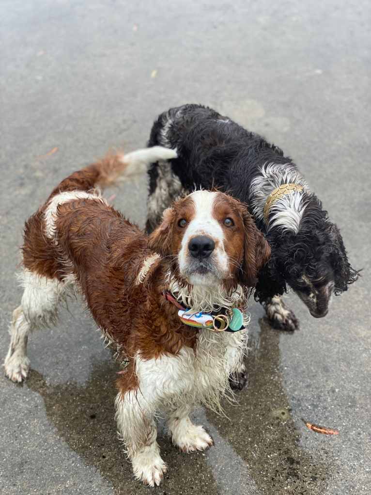 Tazlon Prime Time (Thorn), a Welsh Springer Spaniel tested with EmbarkVet.com
