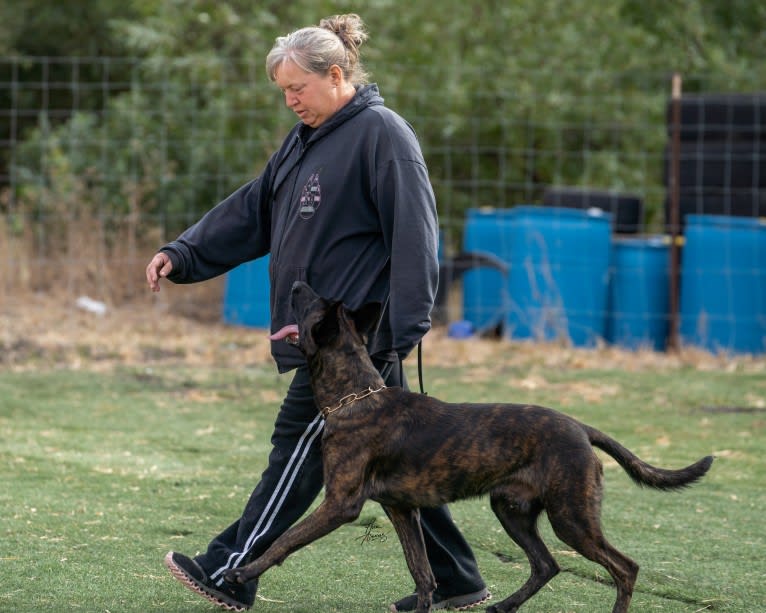 Static, a Dutch Shepherd tested with EmbarkVet.com