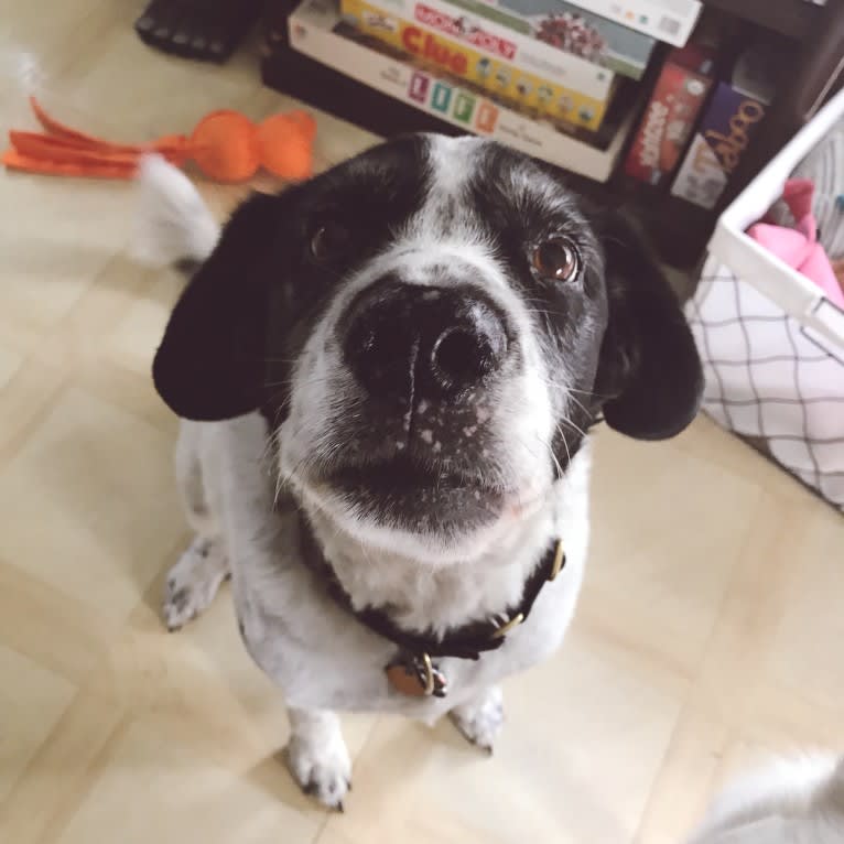 Sheba, a Labrador Retriever and Great Pyrenees mix tested with EmbarkVet.com