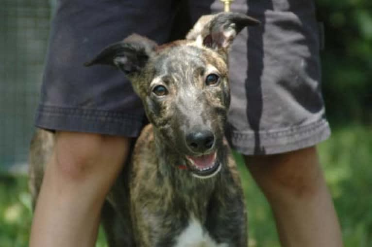 Remy, a Whippet tested with EmbarkVet.com