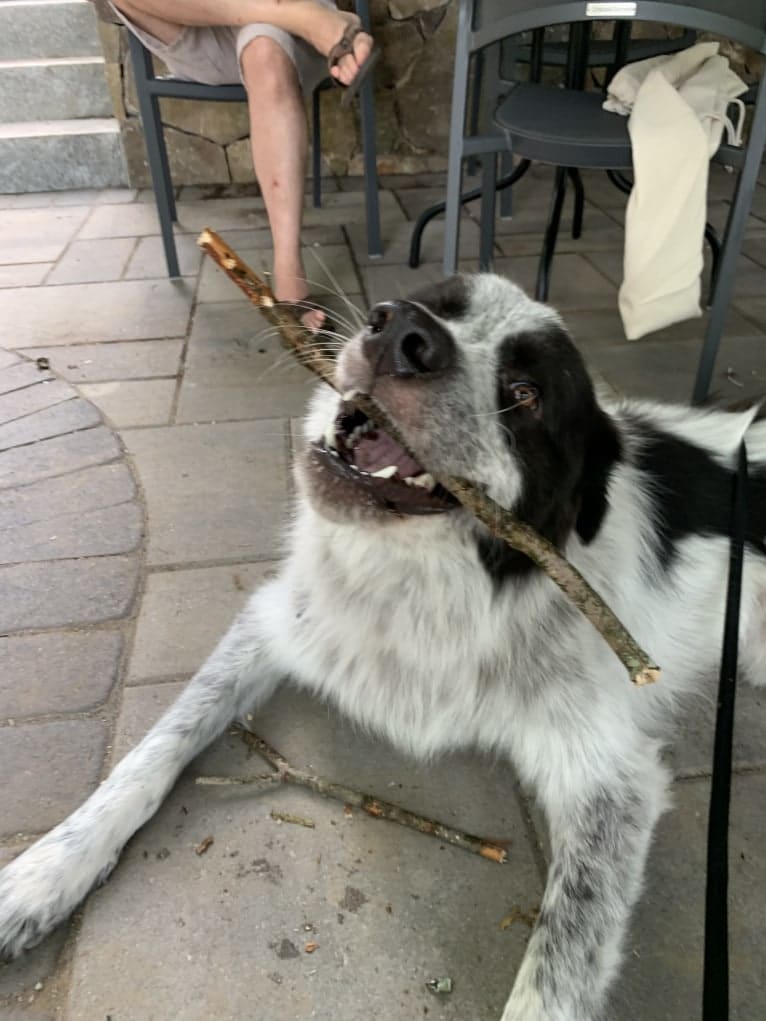 Frankie Ocean, a Great Pyrenees and Maremma Sheepdog mix tested with EmbarkVet.com