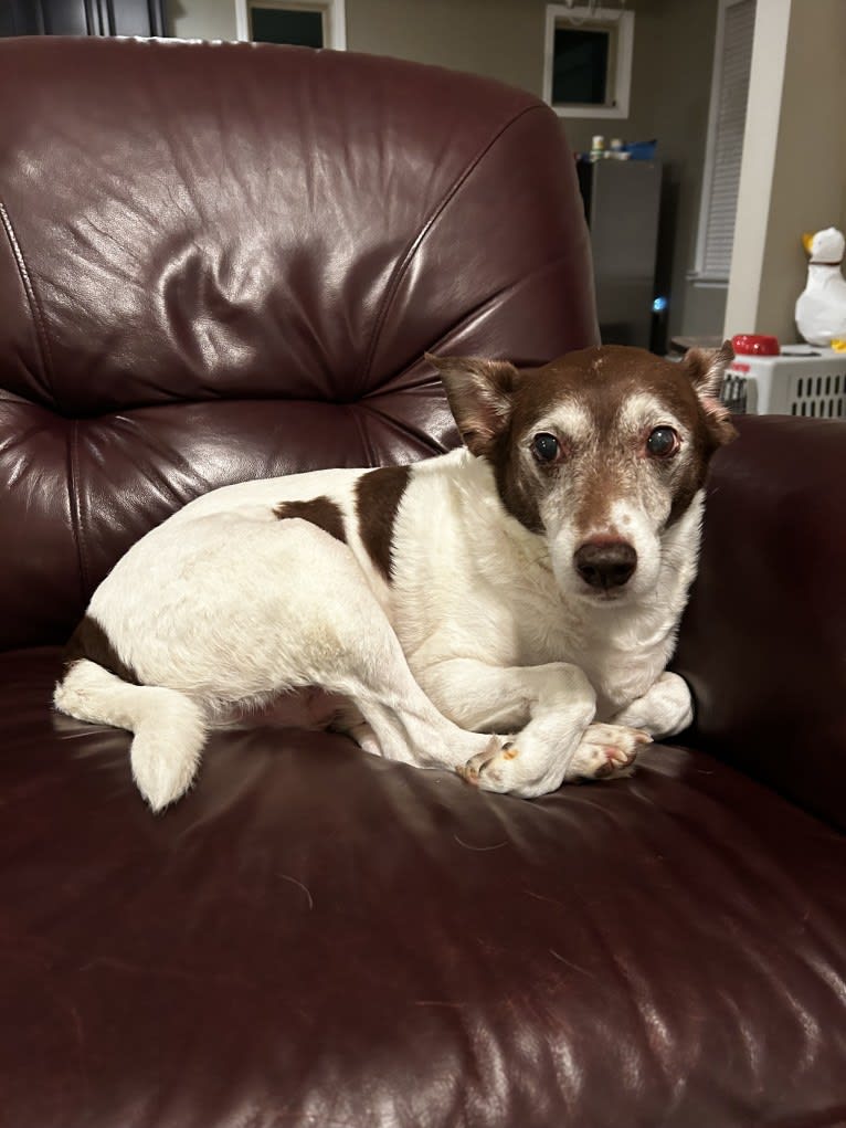 Bandit Walter, a Rat Terrier and Border Collie mix tested with EmbarkVet.com