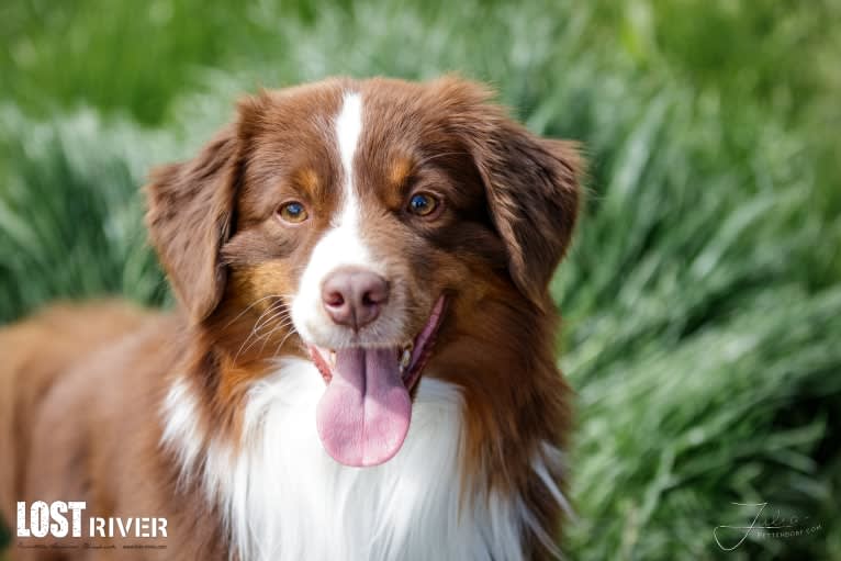 Nyko, an Australian Shepherd tested with EmbarkVet.com