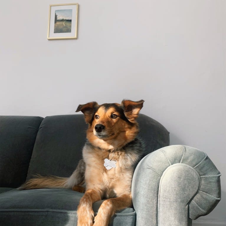 Joon, a Shetland Sheepdog and Australian Cattle Dog mix tested with EmbarkVet.com