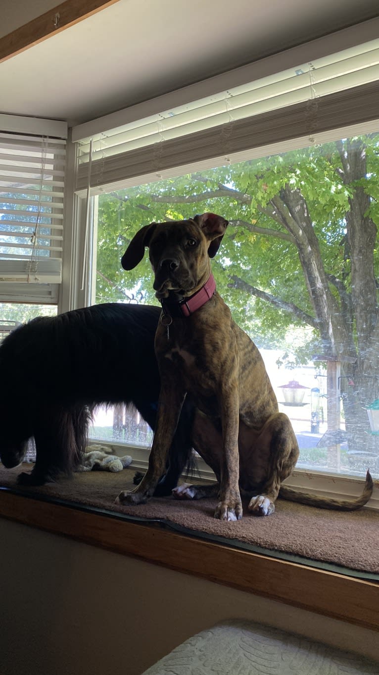 Lillie, a Perro de Presa Canario tested with EmbarkVet.com