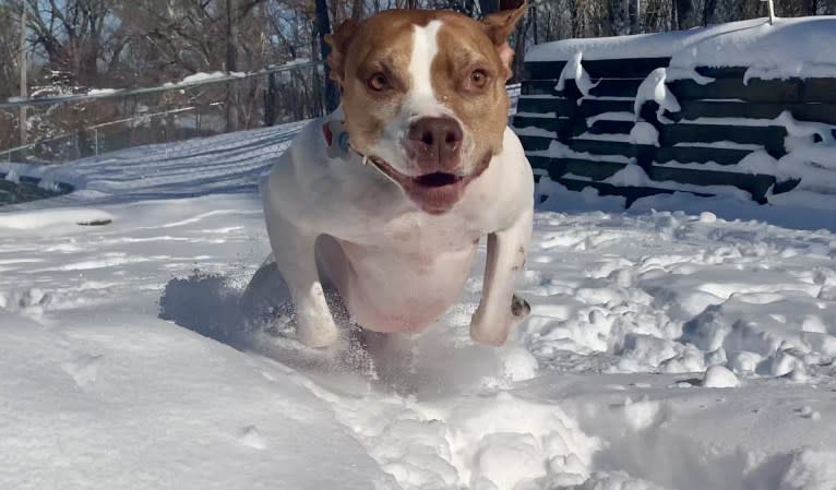 Prince, an American Pit Bull Terrier tested with EmbarkVet.com