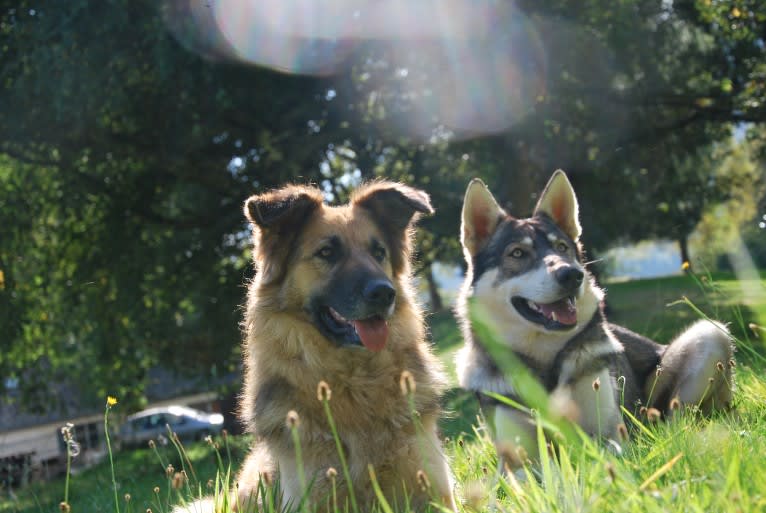 Nala, a German Shepherd Dog and Golden Retriever mix tested with EmbarkVet.com