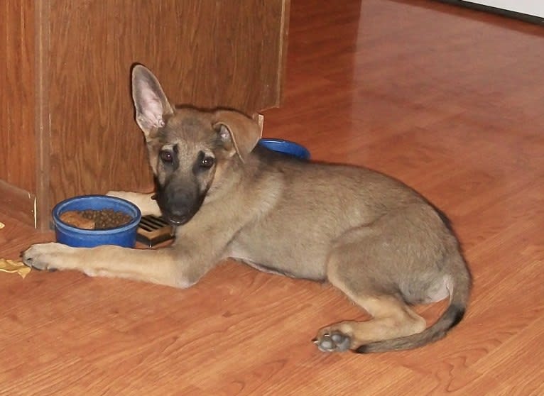 Huttser, a German Shepherd Dog tested with EmbarkVet.com