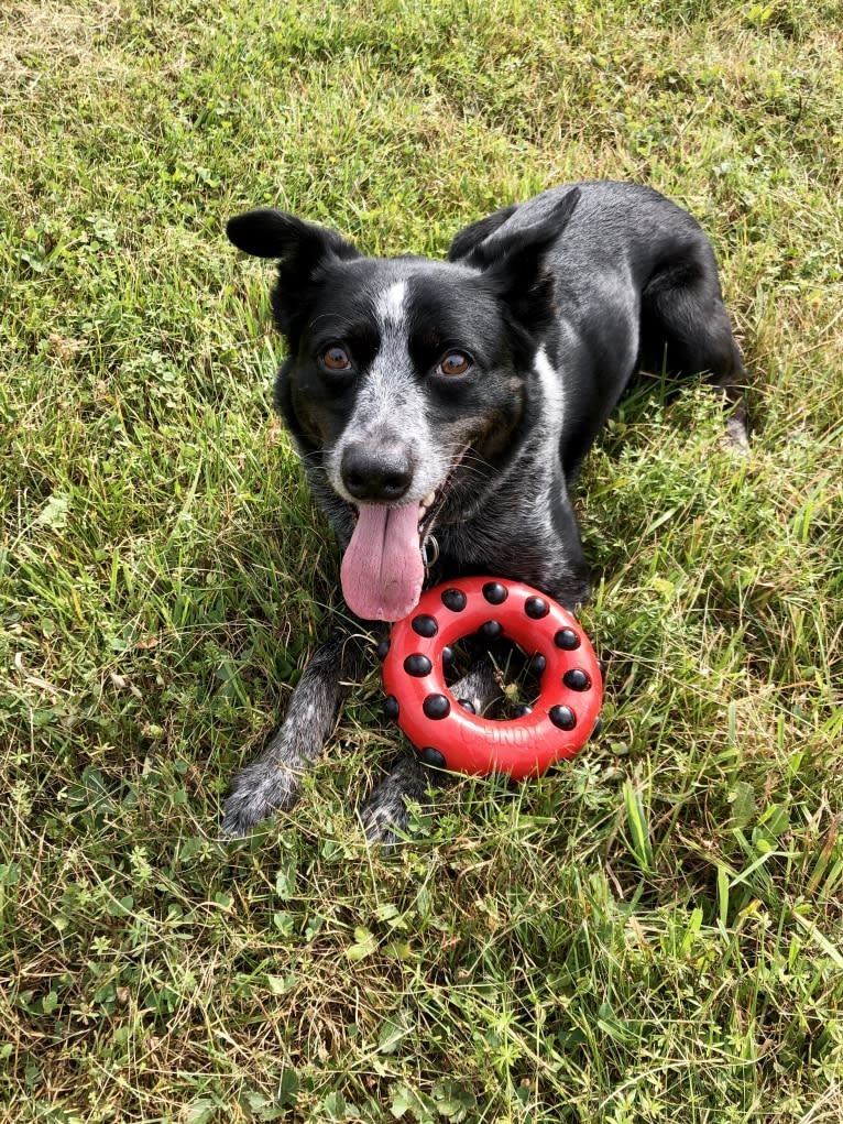 Mist, an Australian Cattle Dog and Australian Shepherd mix tested with EmbarkVet.com