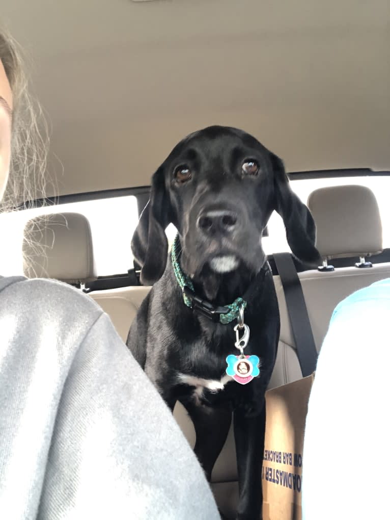 Huck, a German Shorthaired Pointer and Golden Retriever mix tested with EmbarkVet.com