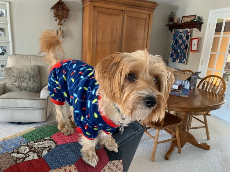 Winslow, a Yorkshire Terrier and Dachshund mix tested with EmbarkVet.com