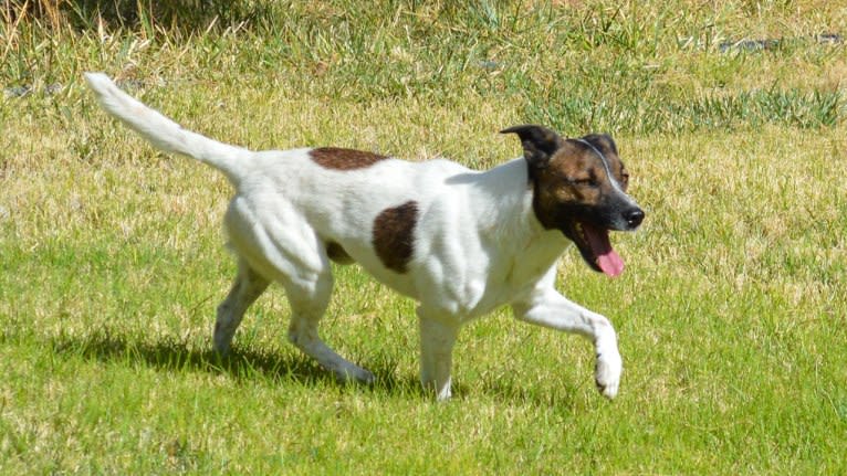 Tac, a Border Collie and Border Terrier mix tested with EmbarkVet.com