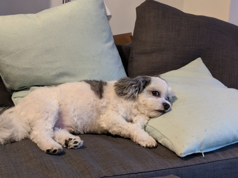 Moomoo, a Maltese and Pomeranian mix tested with EmbarkVet.com