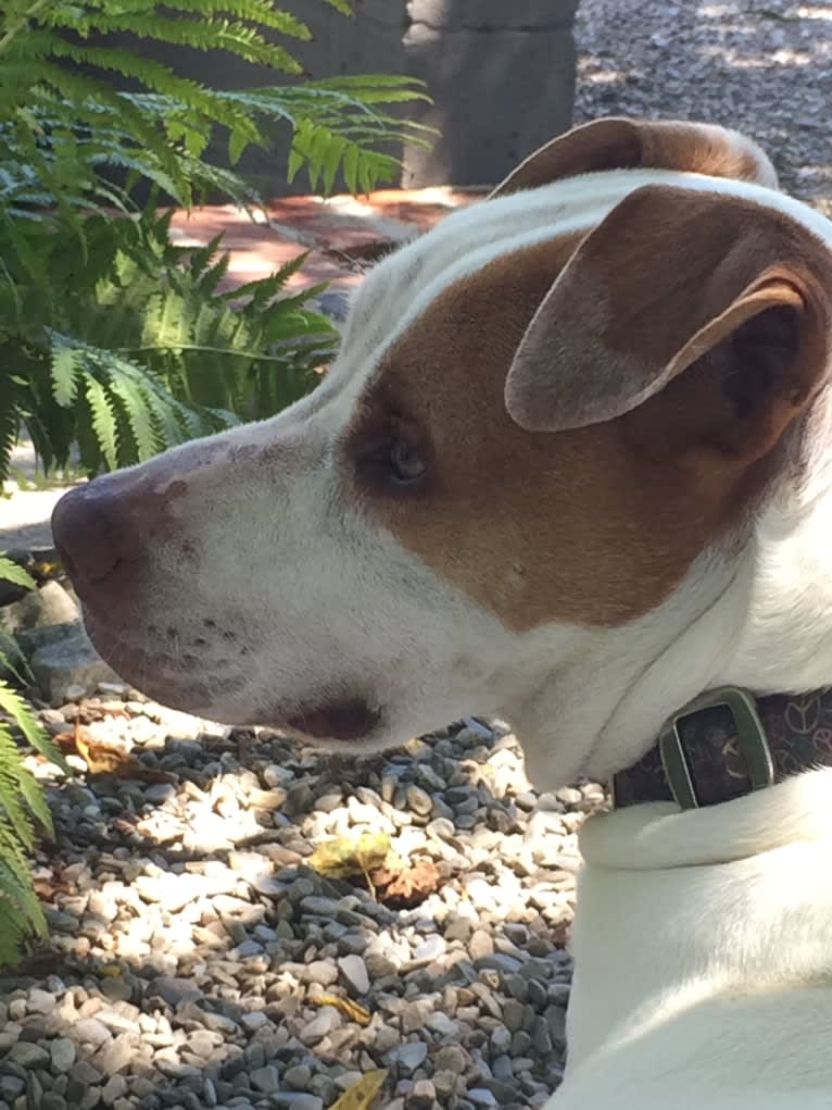 Freckles, an American Pit Bull Terrier and Chow Chow mix tested with EmbarkVet.com