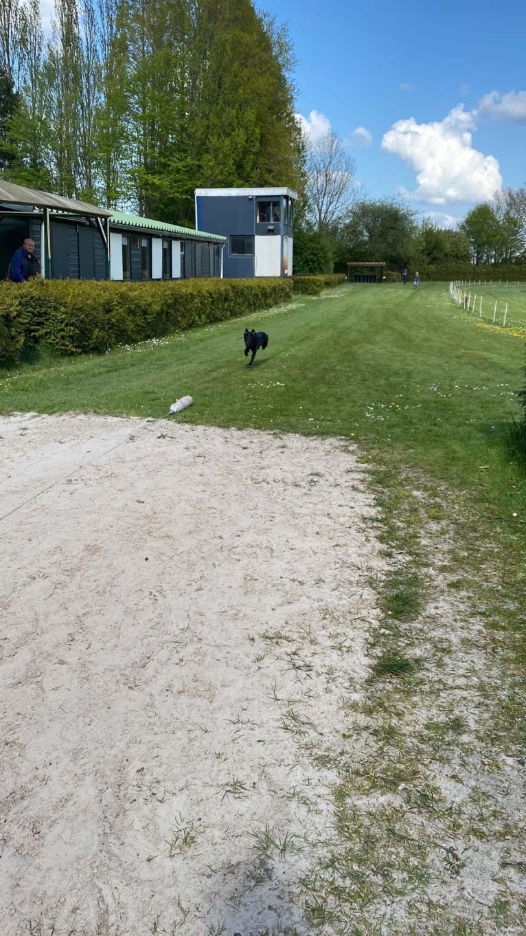 Yuri, a Border Collie and Dutch Shepherd mix tested with EmbarkVet.com