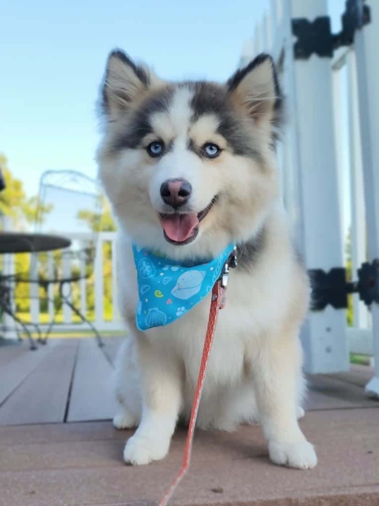 Puffin, a Pomsky tested with EmbarkVet.com
