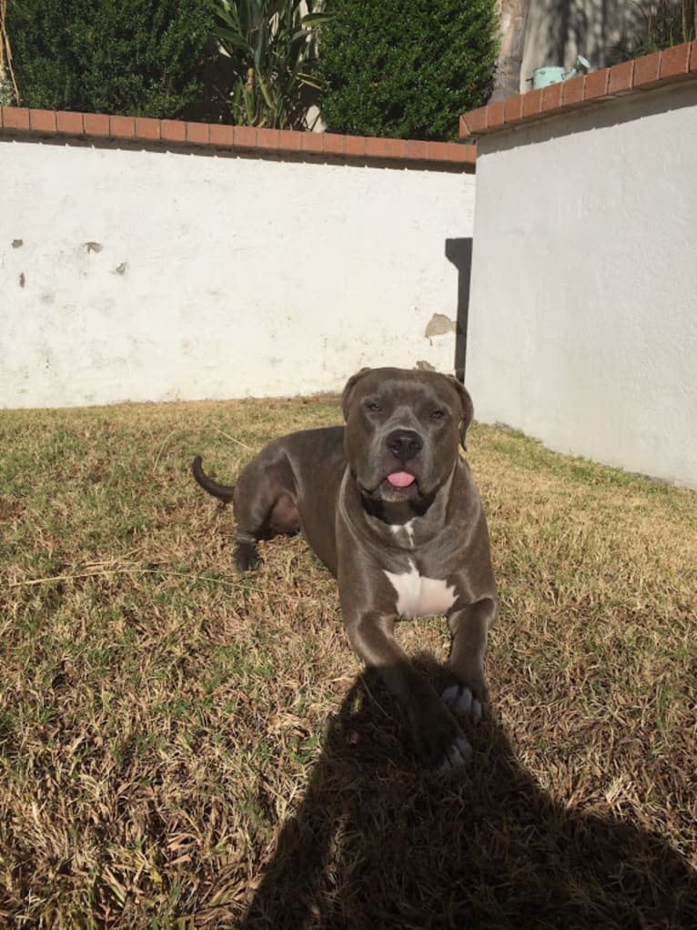 Left Brain, an American Bully and American Bulldog mix tested with EmbarkVet.com