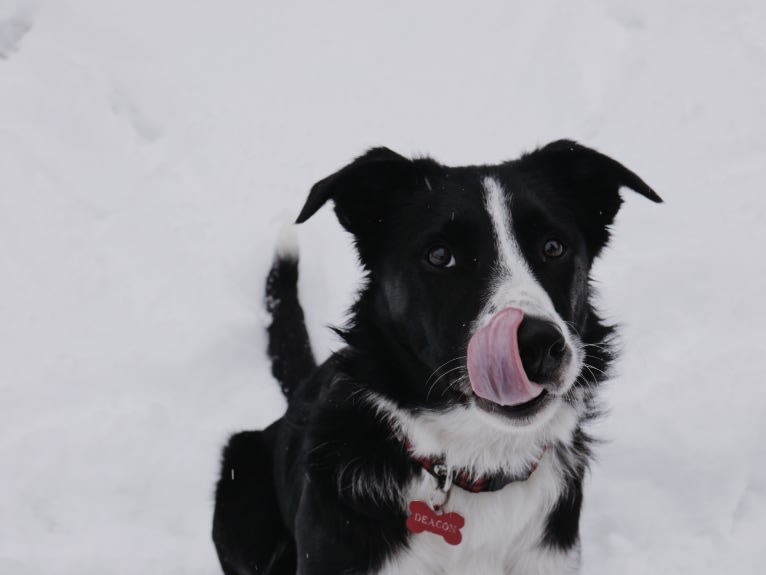 Deacon, a Border Collie tested with EmbarkVet.com