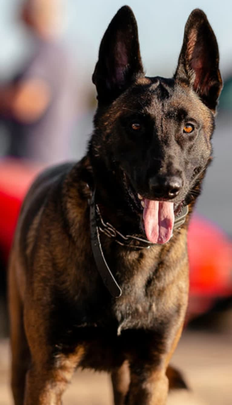 Kid, a Belgian Shepherd tested with EmbarkVet.com