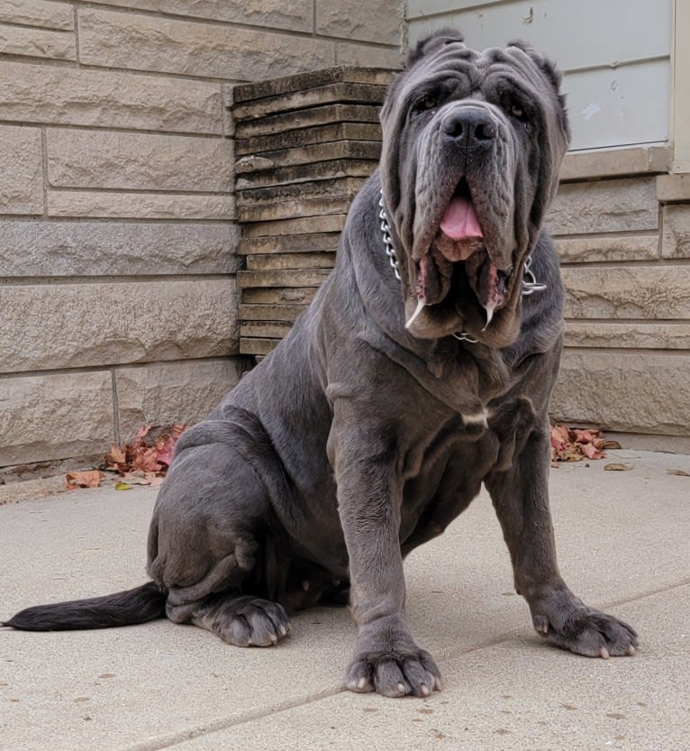 Argentina, a Neapolitan Mastiff tested with EmbarkVet.com