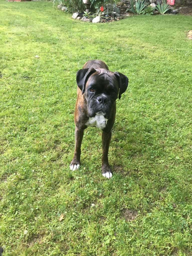 Murray, a Boxer tested with EmbarkVet.com