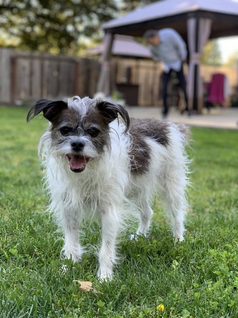 Murray, a Chihuahua and Shih Tzu mix tested with EmbarkVet.com