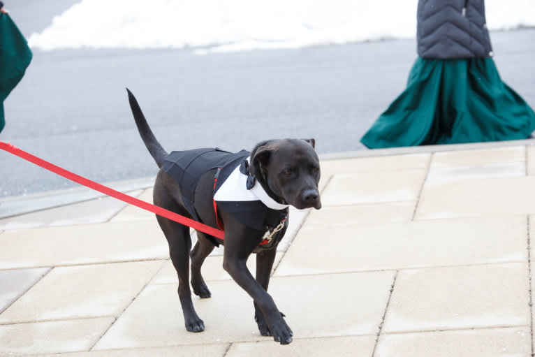 Teddy, an American Pit Bull Terrier and American Staffordshire Terrier mix tested with EmbarkVet.com