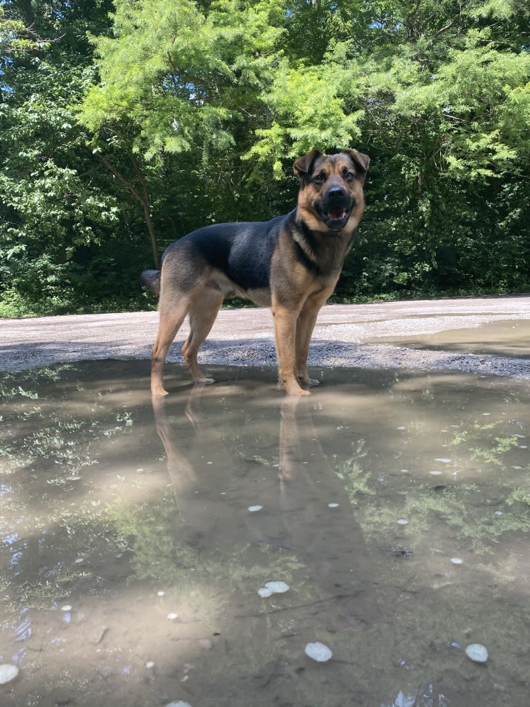 Kaydo, a German Shepherd Dog and Labrador Retriever mix tested with EmbarkVet.com